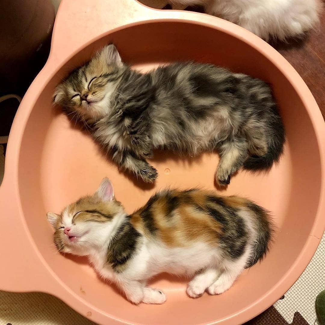 夏季小猫咪中暑,夏天猫咪中暑
