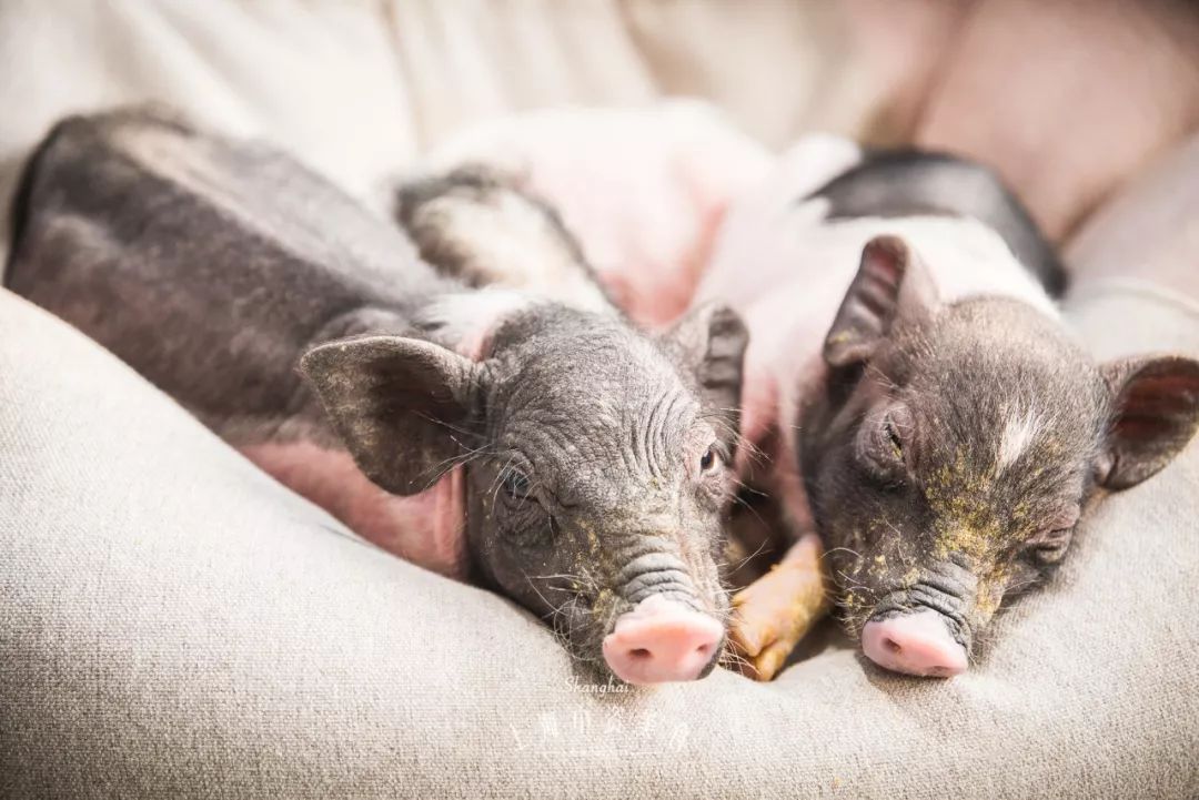 2019宠物排名,2022宠物排行榜