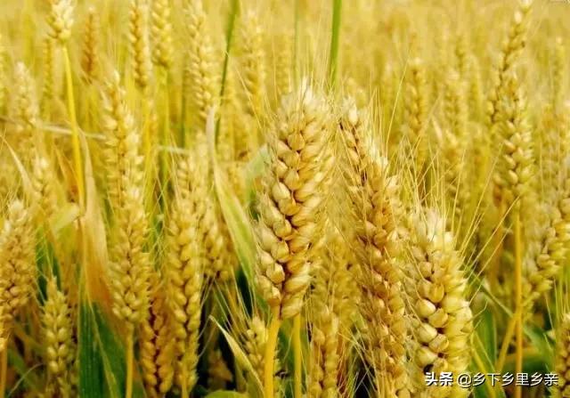 小麦引进中国之前人们吃什么,涨姿势科普刷新您对大米的认知