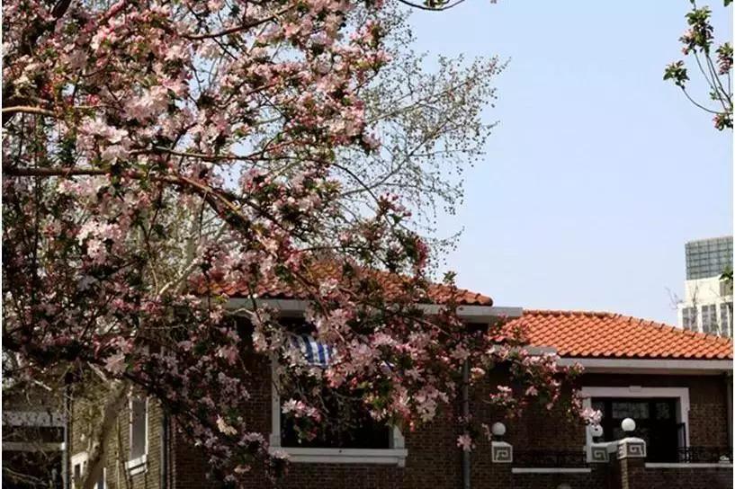 天津赏花好玩的公园,天津东丽湖哪里可以赏花