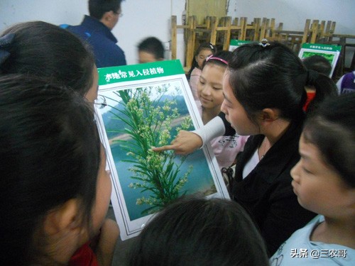 适合农民做的小生意有哪些,适合农民在家做的副业项目是什么