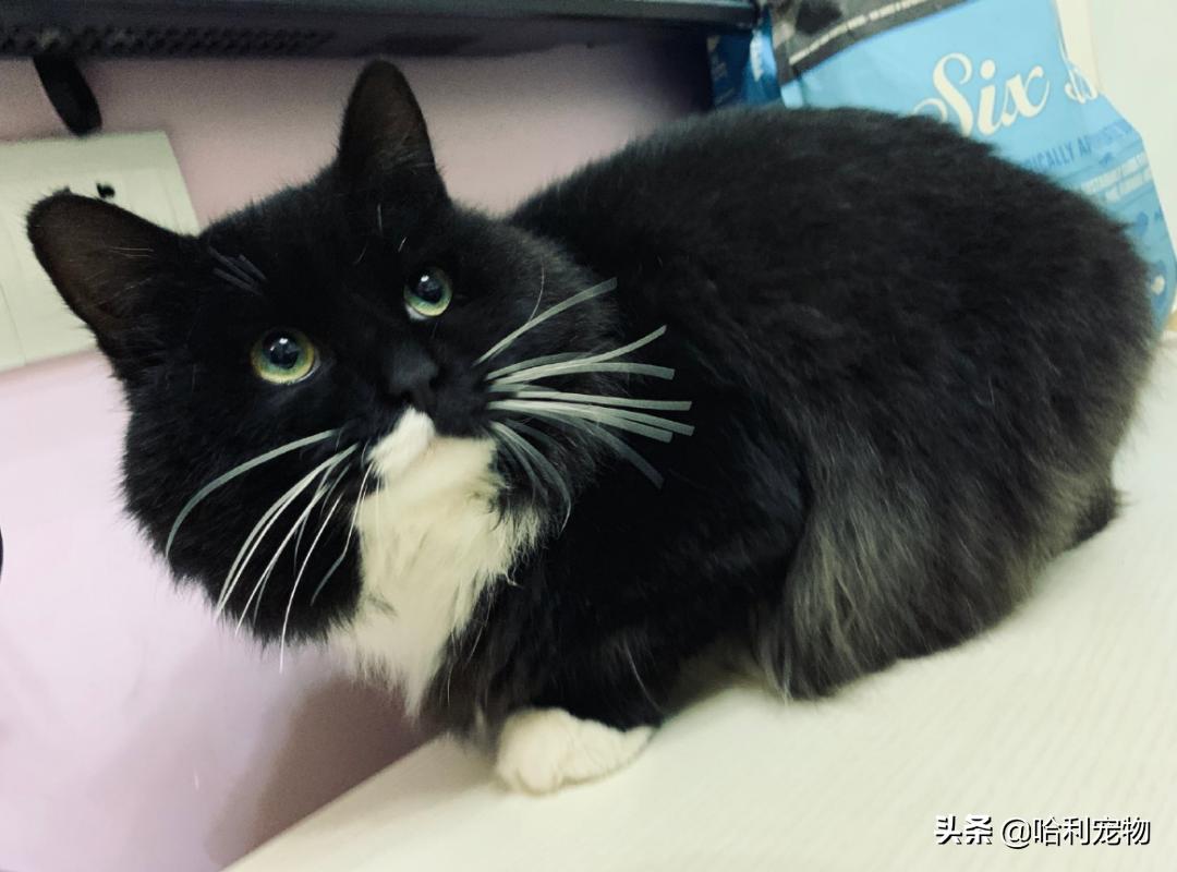 铲屎官的真相,铲屎官养了四只一模一样的猫