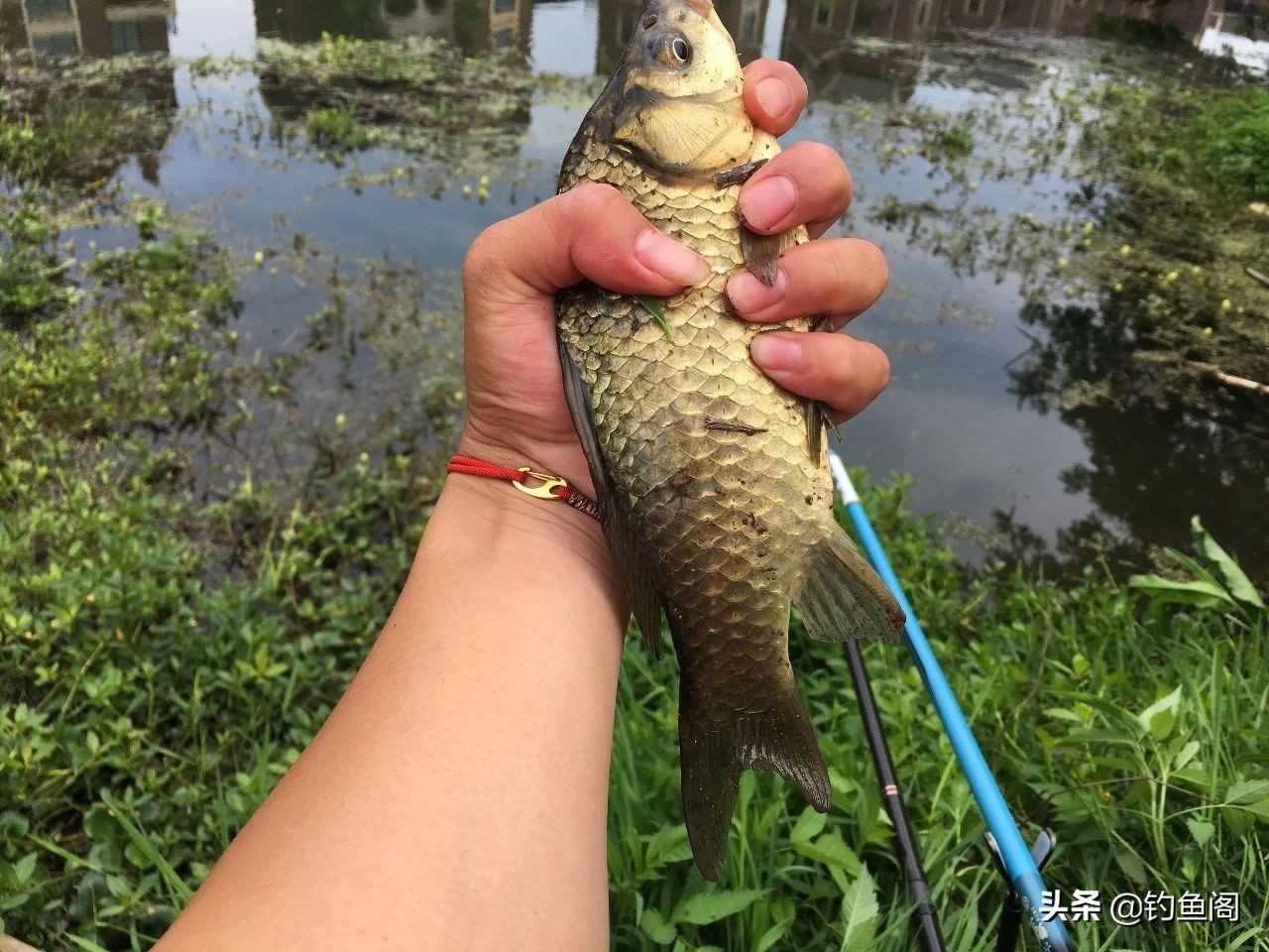新手该怎么钓到鱼教程,初学者怎么才能钓到鱼