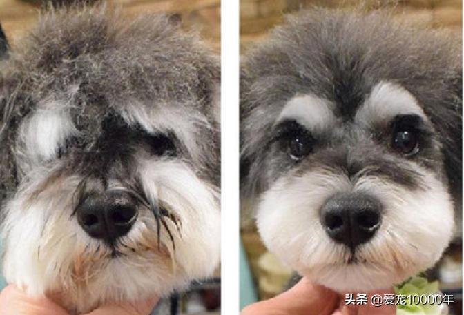 比熊狗毛打结严重怎么全部剃光,比熊耳朵毛打结严重可以剃光吗