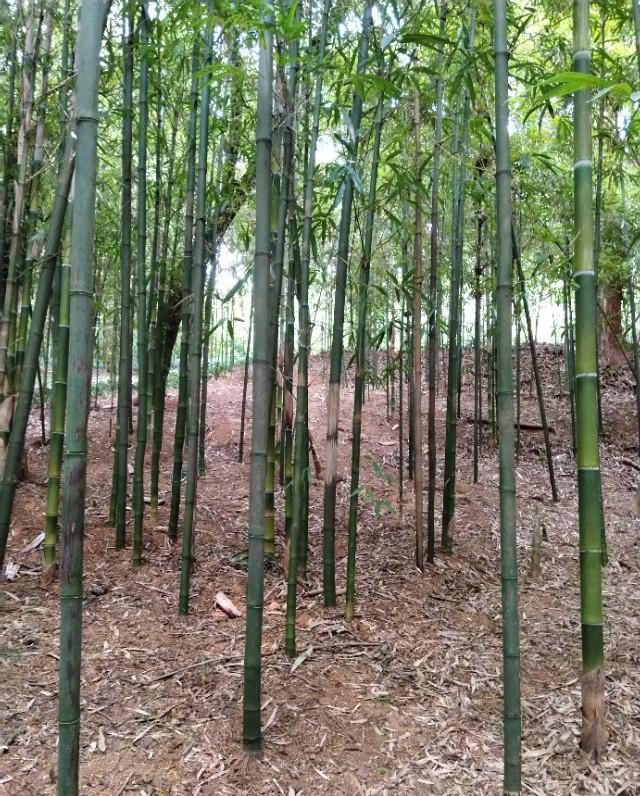 南宁狮山公园以前是尸山吗,广西南宁狮山公园现状