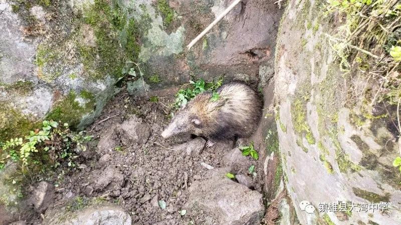 学校里闯入野生动物,学校闯入野生动物