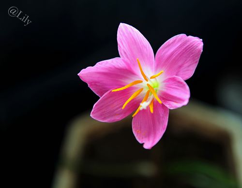 春暖花开原创的声音,倾听花开的声音