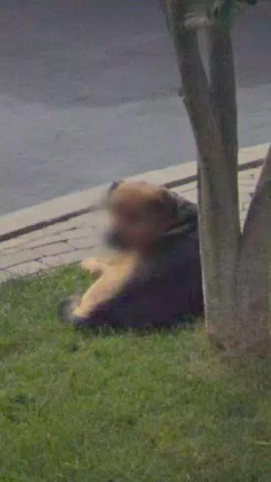 谷歌街景拍到动物,盘点谷歌街景被打上马赛克的地方