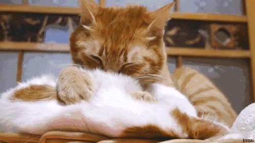 是不是有的猫不会踩奶啊,一般会踩奶的猫都是小猫吗