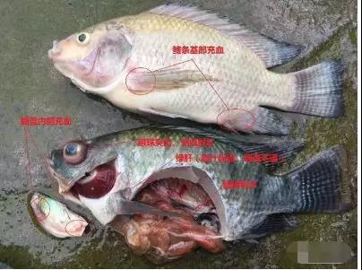 罗非鱼菌病怎么预防,养罗非鱼怎样预防链球菌