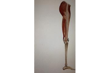 冬季室内跑步方法,提高跑步经济性的动作