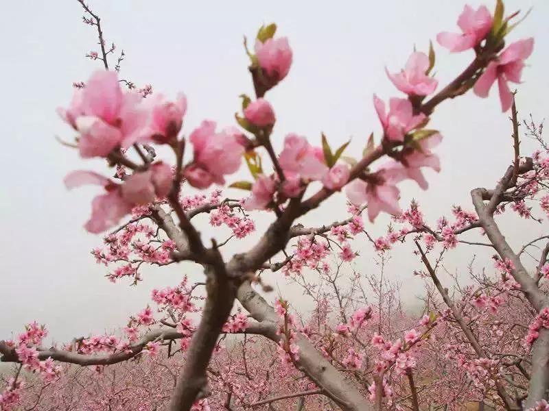 天津赏花好玩的公园,天津东丽湖哪里可以赏花
