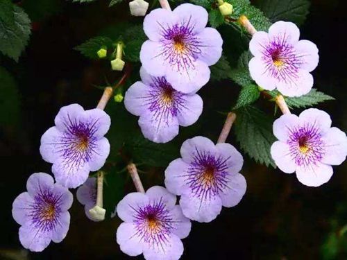 不谨慎打翻一盆花怎么补救,花盆土里常见有哪些虫