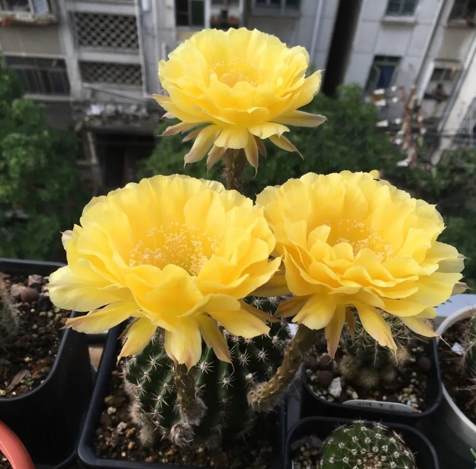 太极莲仙人球,狂莲仙人球