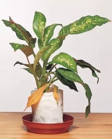 植物出现倒伏,怎样防止植物倒伏