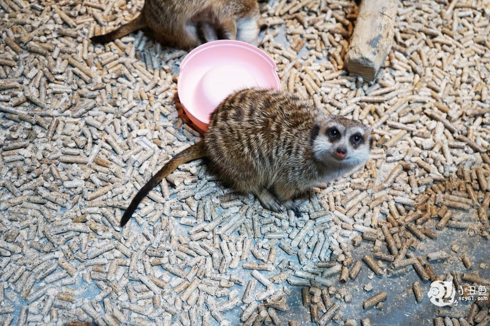 儿童玩的遛娃好去处,有动物的溜娃好去处