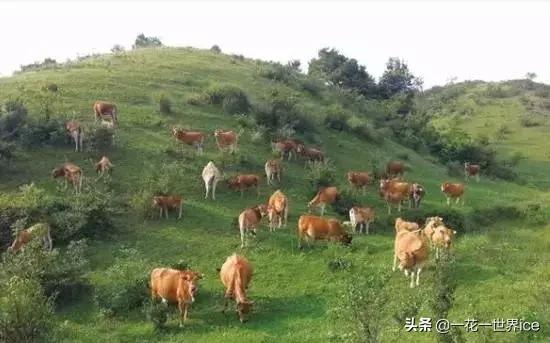 未来在农村最赚钱的四个项目,农村发展什么项目最挣钱