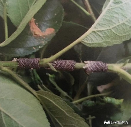 苹果食心虫防治,苹果叶片虫害
