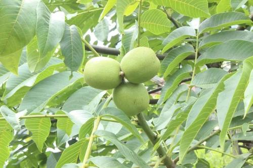 什么季节吃鲜核桃好吃些,鲜核桃尝鲜季