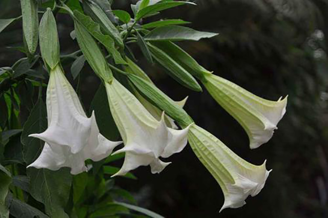 *汗蒙**药原来不仅制作简单，解药也是我们最常见的，你清楚吗？