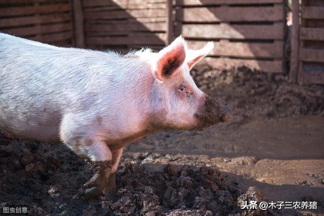 猪蹭痒、脱皮怎么回事？猪场常见的寄生虫有哪些，怎样驱虫才有效