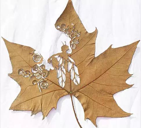 一叶一菩提高清图片,最漂亮的一叶一菩提