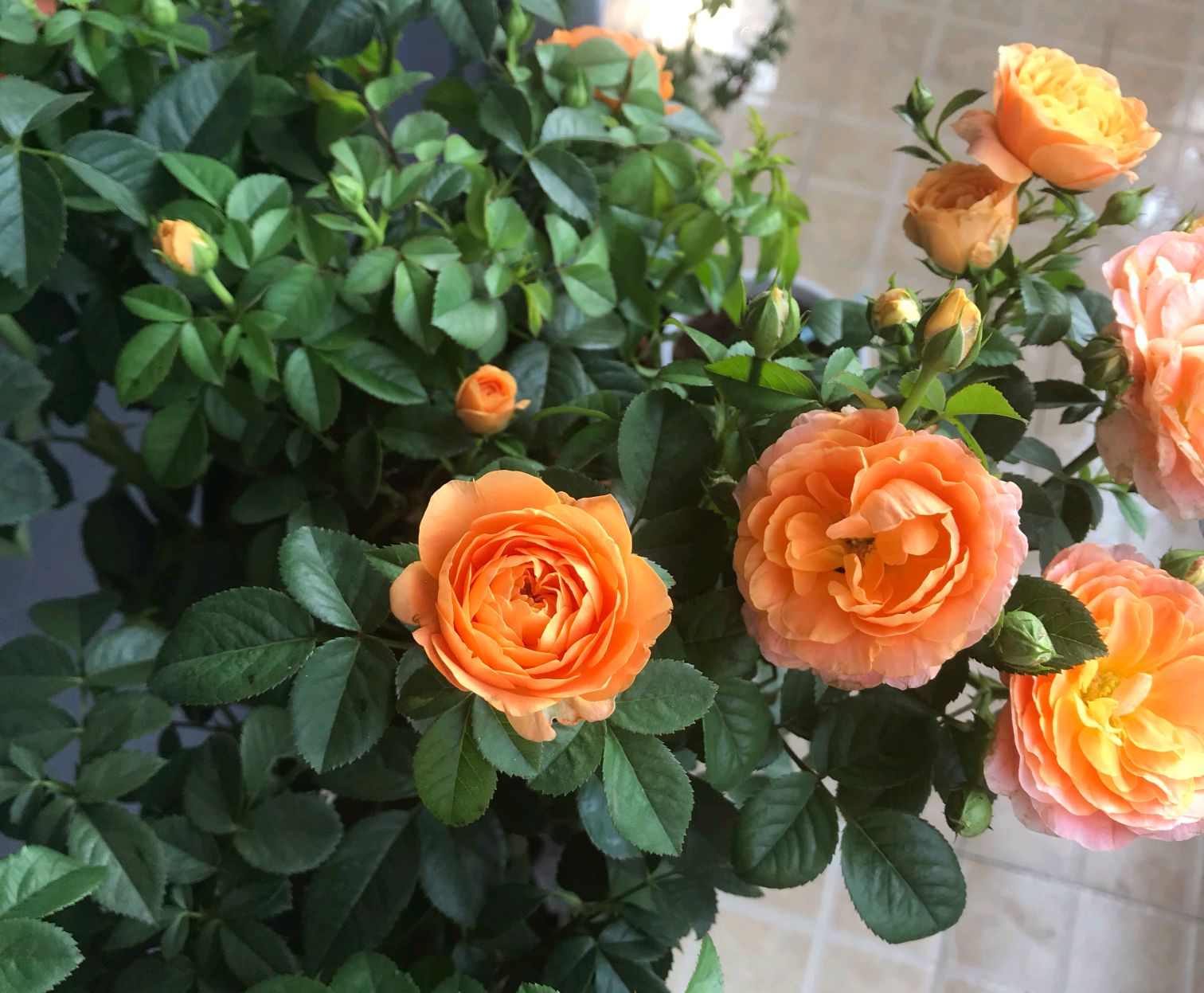 月季花长了虫子怎么处理,月季花上有绿色的小虫子怎么处理