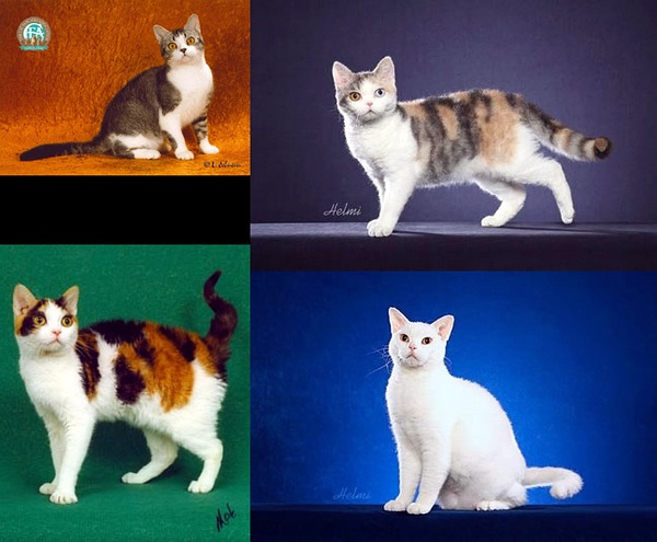 各种猫咪花纹品种,名贵品种猫咪大全