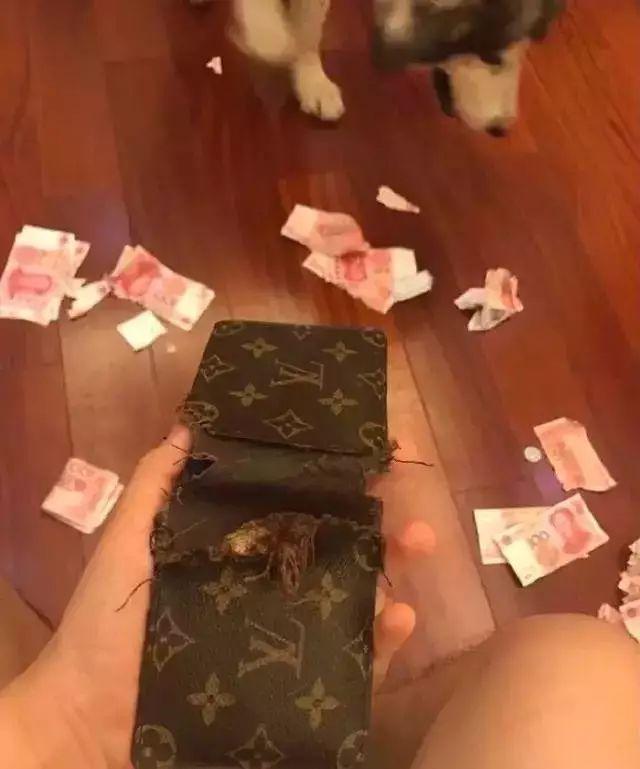 狗狗独自在家能待5天会怎样,每次狗狗自己在家都在想些什么呢