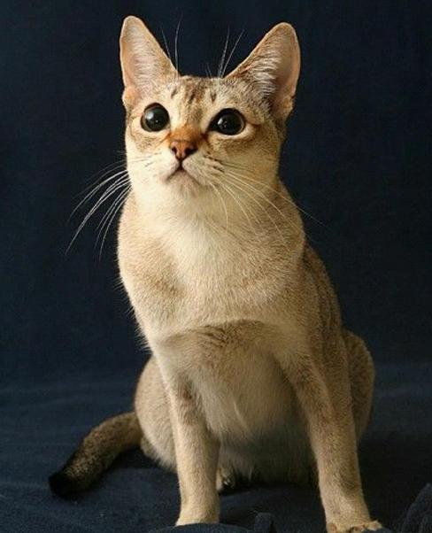 猫腹泻如何调理,猫腹泻中医治疗