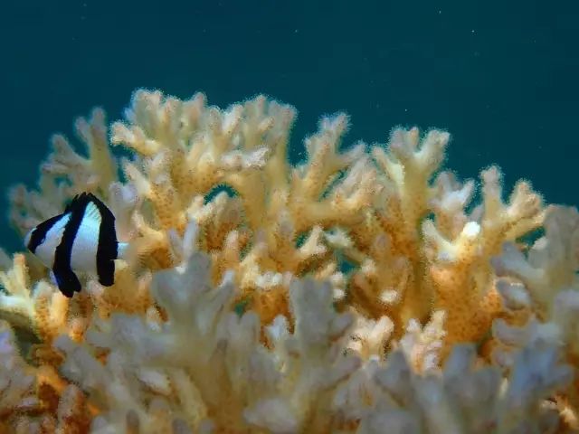 帕劳金色水母,帕劳水母旅行