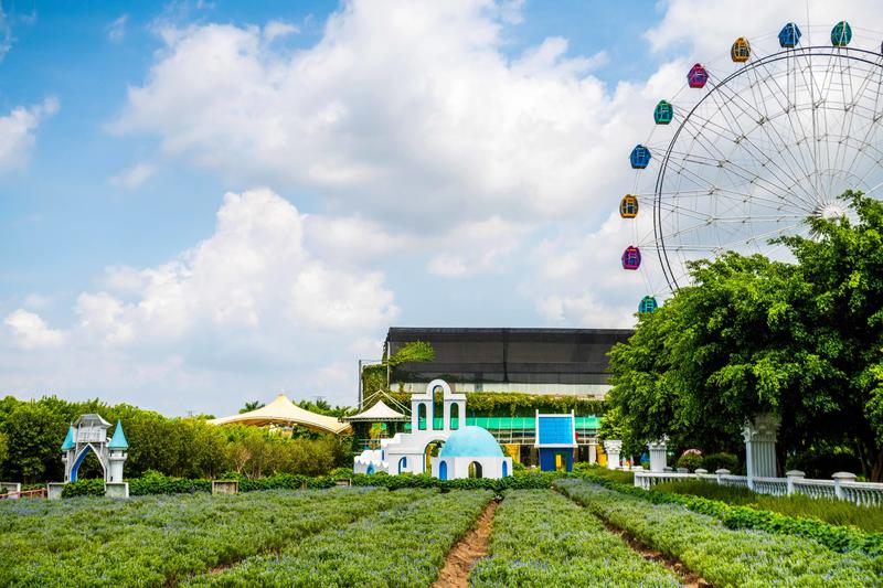你知道广州有个百万葵园吗？四季都繁花似锦，景色让人流连忘返