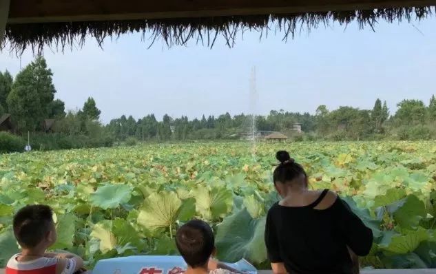 新春打卡重庆香水百合网红艺术节，坐小火车、玩玻璃滑道...