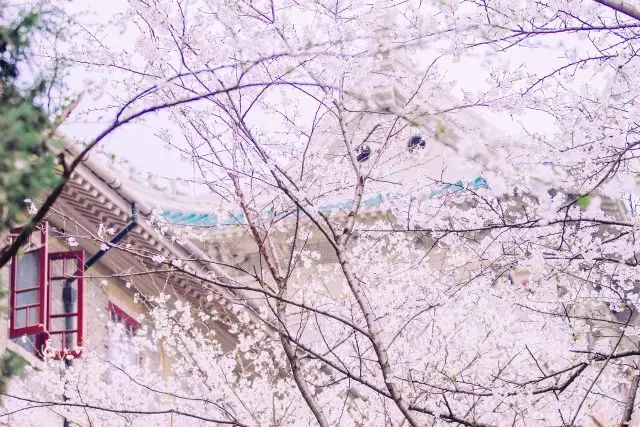 终于来了！武大超全吃货攻略，带你吃遍武汉大学