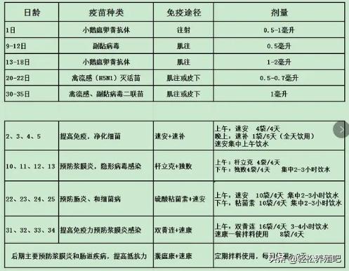 养鸭人的经验,养鸭子经验分享