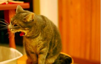 猫咪突然肚子变大怎么回事,猫咪忽然肚子大怎么回事