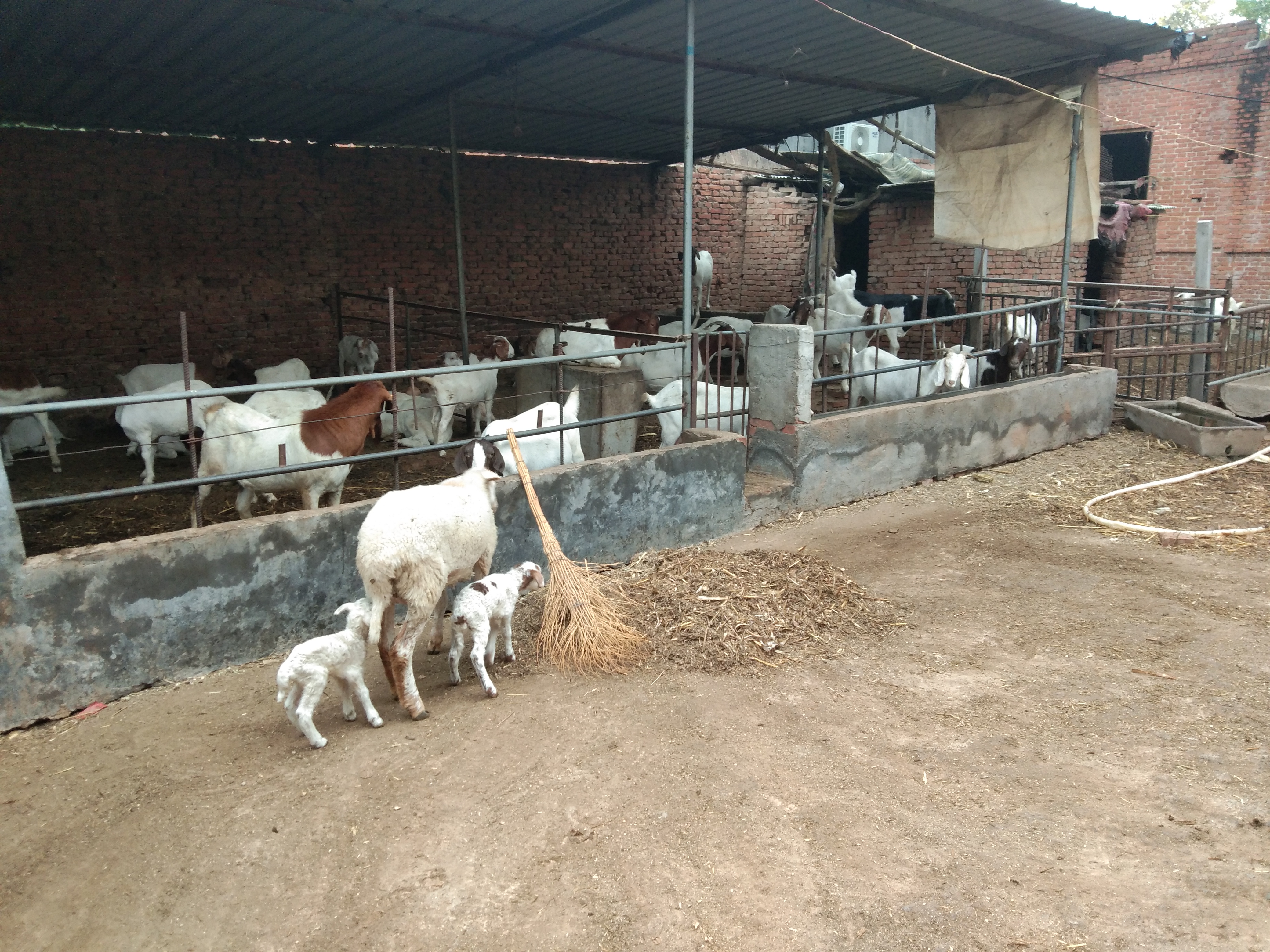 养猪赚千万属正常吗,养猪还亏钱吗