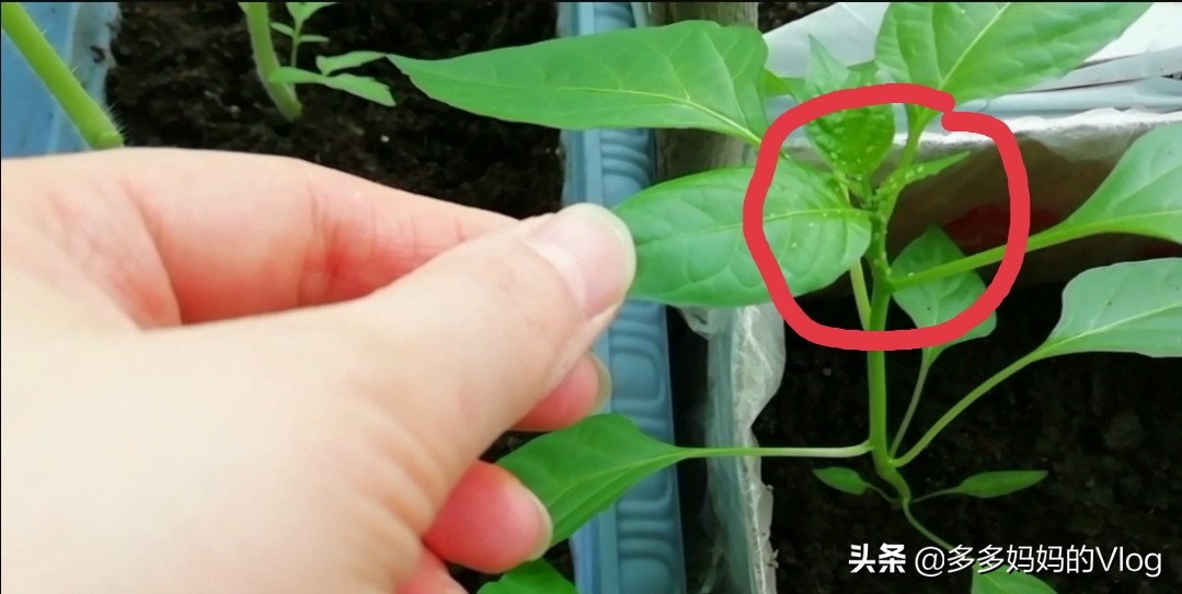 辣椒苗西红柿苗上的蚜虫用什么治,盆栽辣椒长蚜虫怎么办