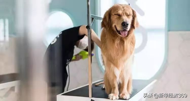 宠物店引爆门店的商业模式,宠物主题购物中心