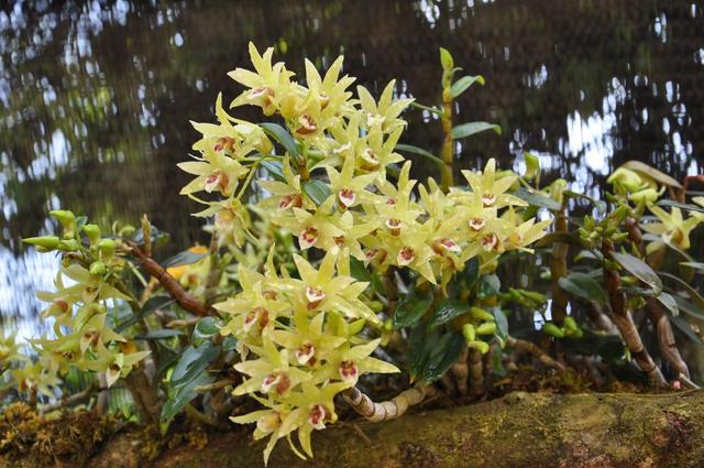 你见过在红豆杉树上种石斛吗？