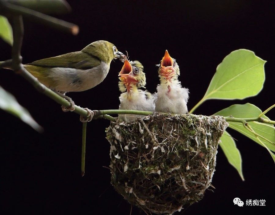绣眼鸟训练方法,世界第一绣眼鸟