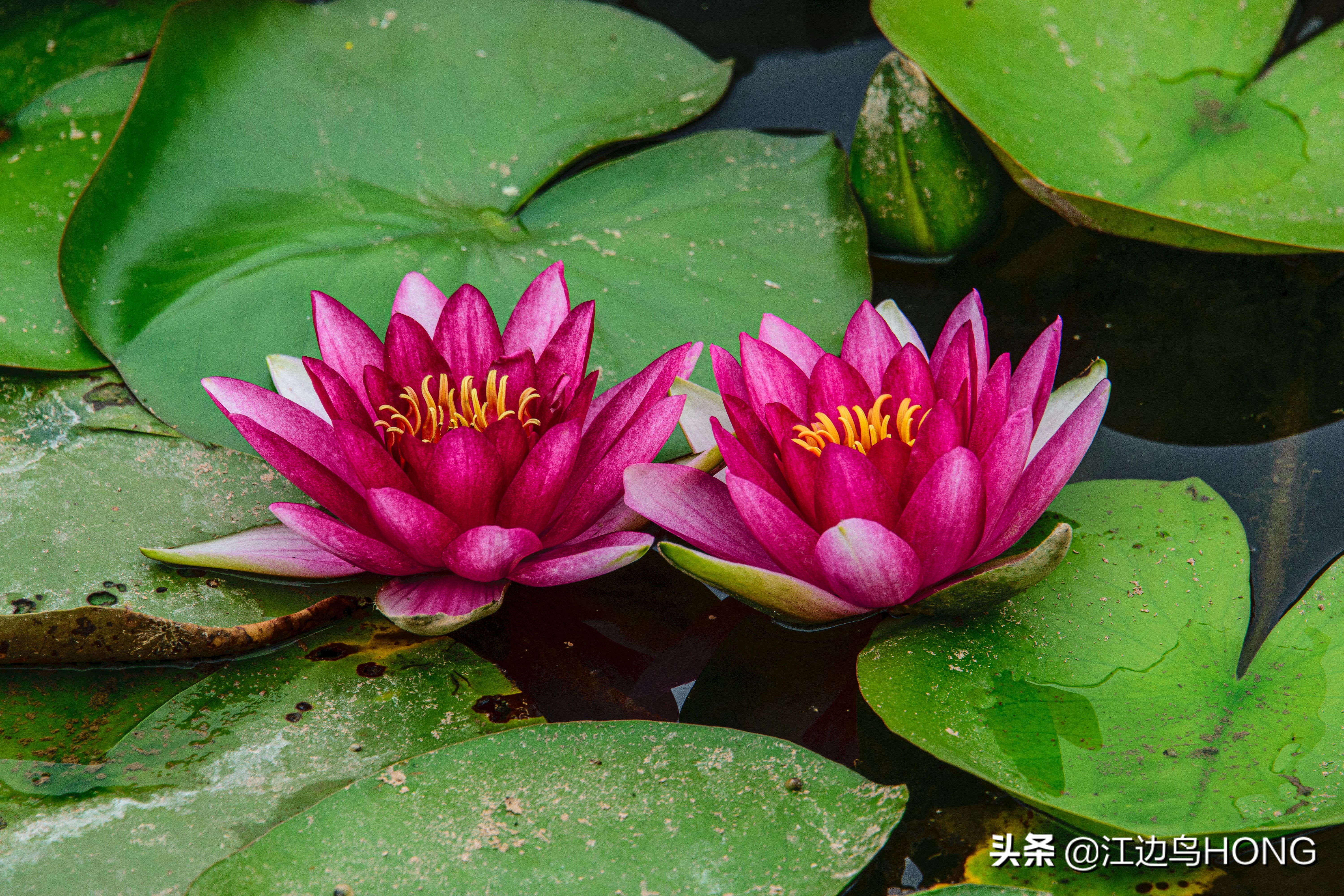 蓝莲花有第二季吗,蓝莲花怎么没有完整版