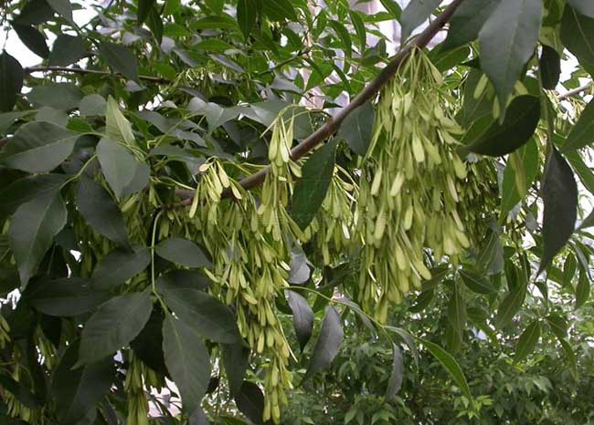 白蜡树在冬季怎样种植成活率高,白蜡杆栽培技术
