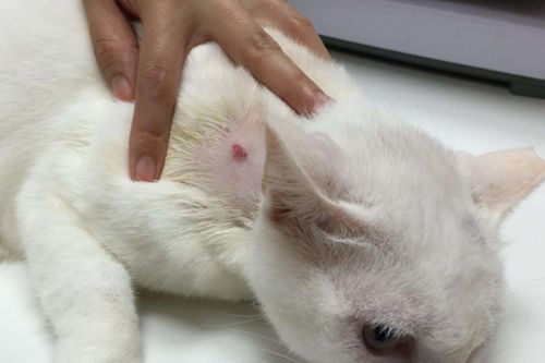 猫咪皮癣用百夫康可以吗,猫咪猫癣涂碘伏可以吗
