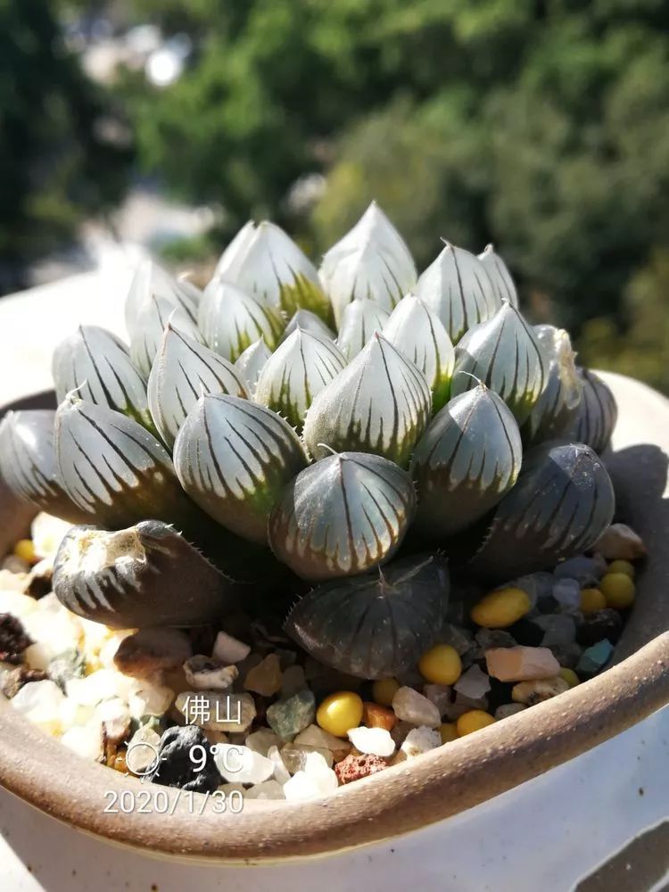 一杯清茶一道暖阳,一杯清茶温暖的时光