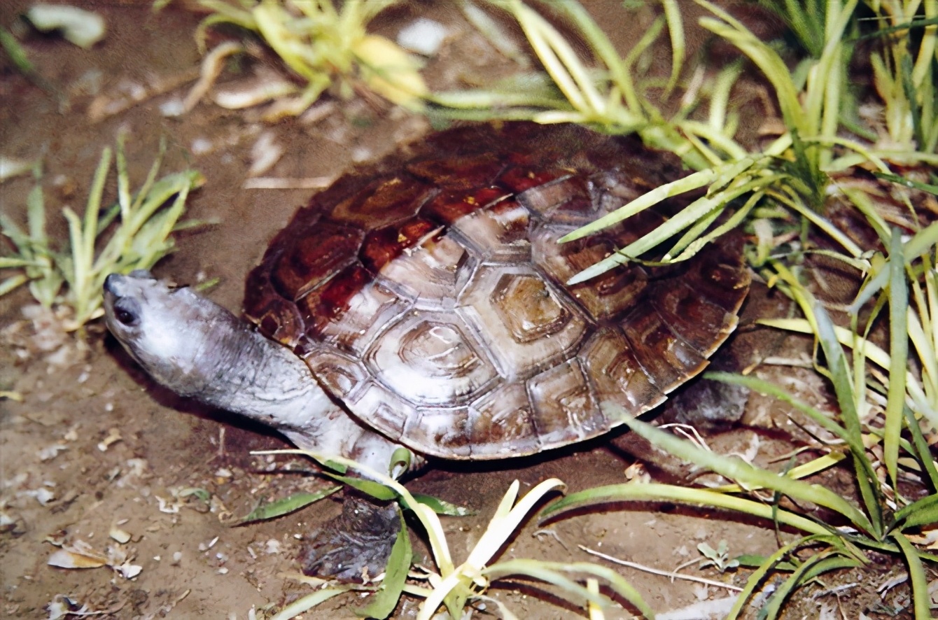 各种龟类图片大全大图,龟类展示会