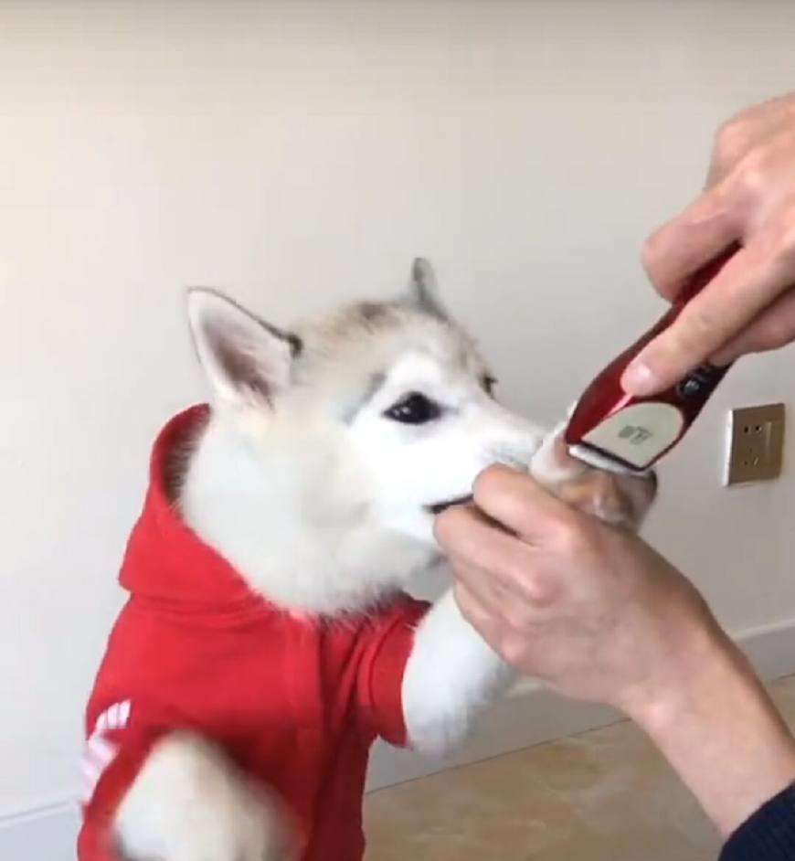 给狗狗指甲剪划血了怎么办,给狗狗指甲剪流血了