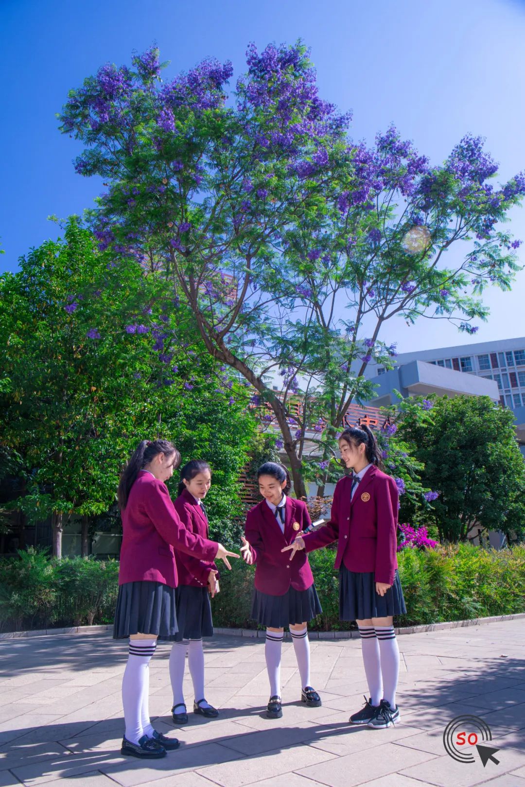 校园|遇见.初夏属于十中的紫色烂漫