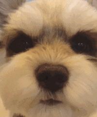 这9种狗狗最适合女人养了,最适合新手养的三种狗狗