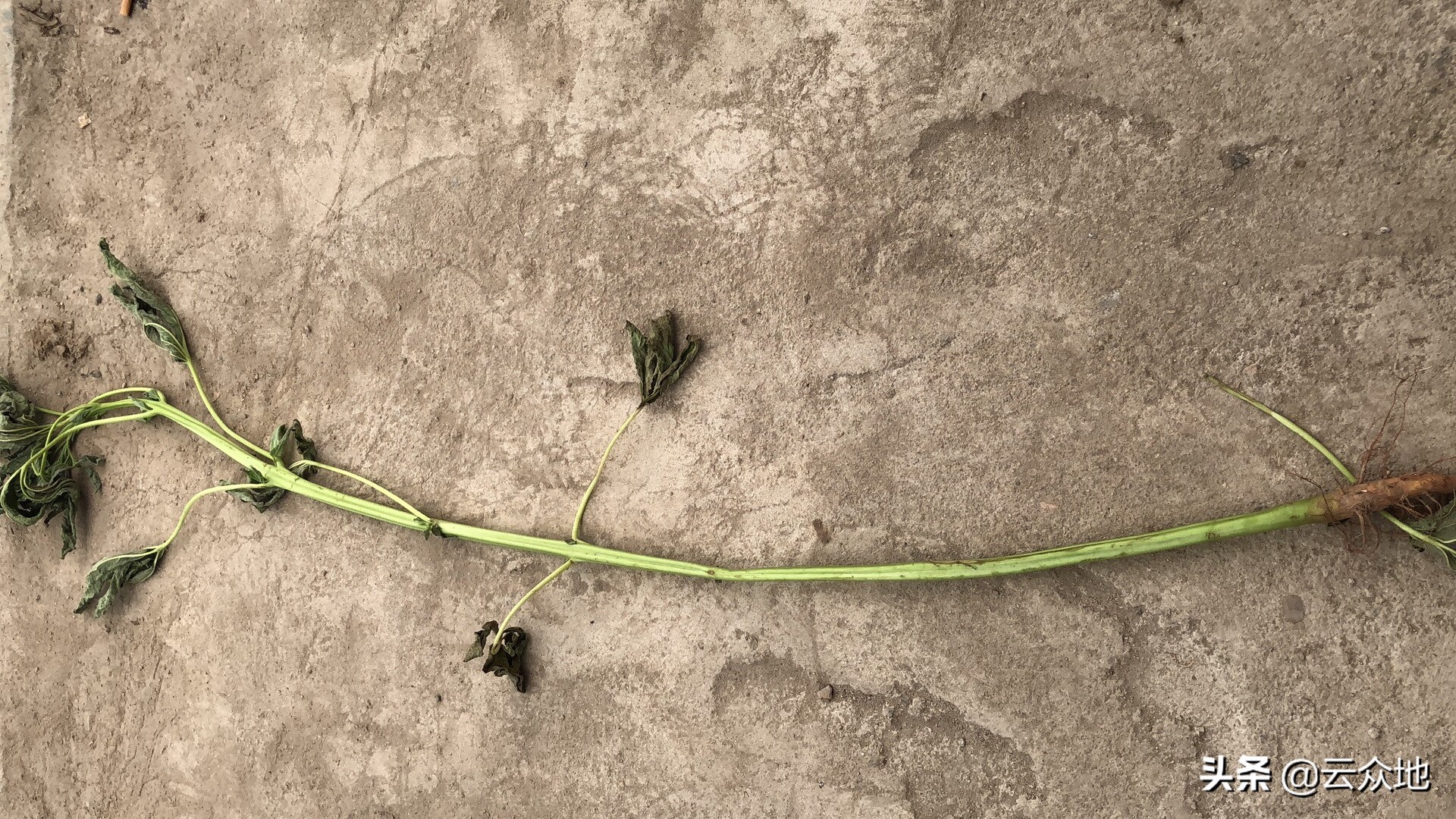芝麻开花节节高生长过程,芝麻长得不开花不结果怎么办